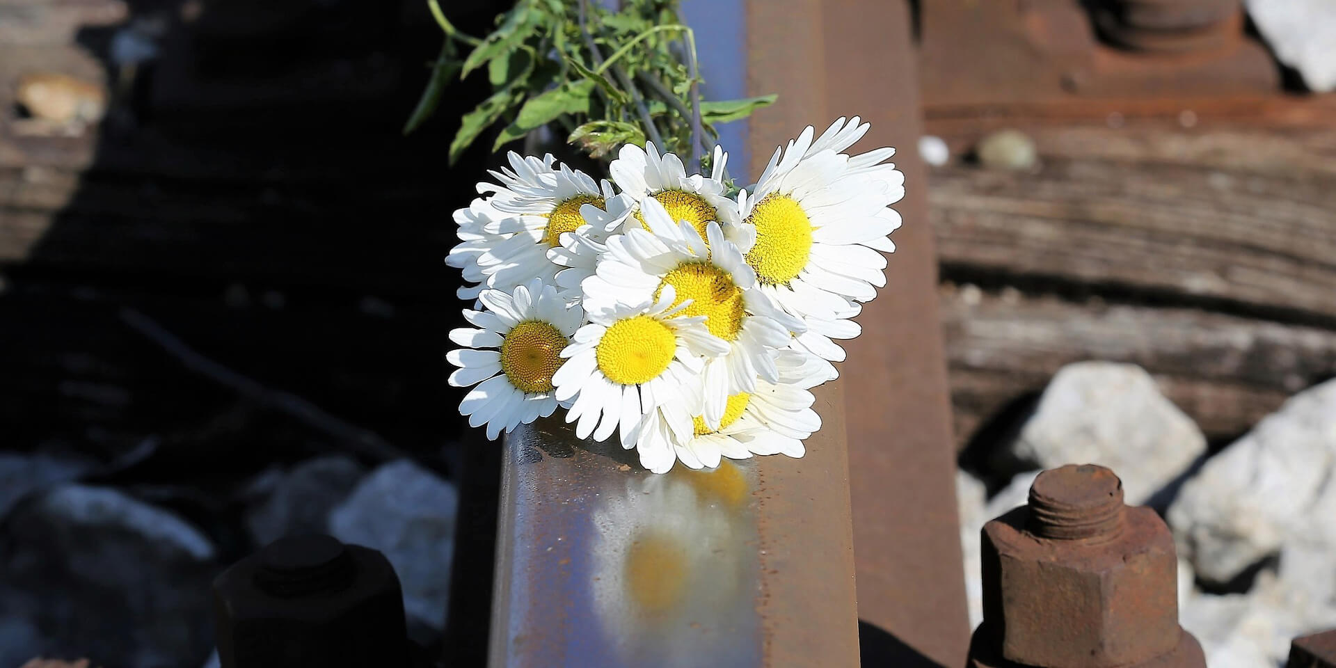 Blumen auf Schienen Blumen auf Schienen
